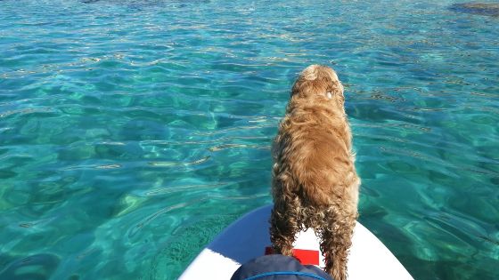 Avis sur litinéraire de 2 semaines à Bali avec son chien