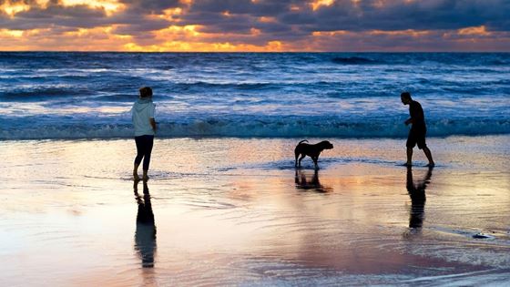 Quels sont les meilleurs hôtels pet-friendly à Bali ?