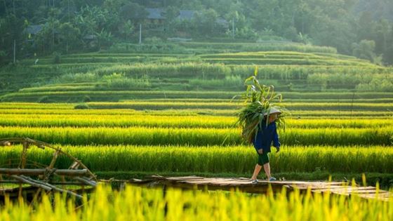 Quand partir à Pu Luong ? Meilleure période pour visiter Pu Luong
