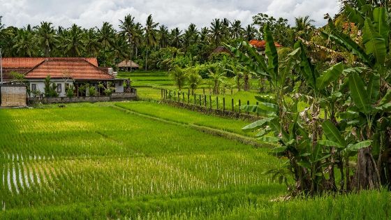 Avis de Baptiste sur le voyage agricole Bali Indonésie 3 jours