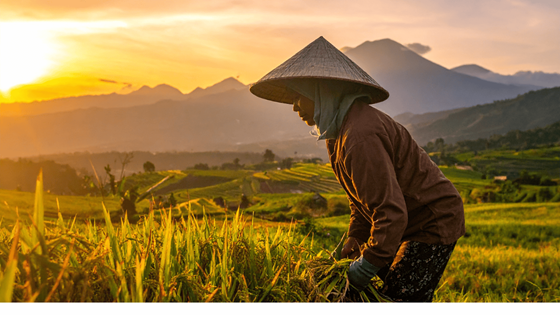 Où faire le circuit agricole à Bali Indonésie ?