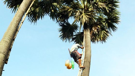 Trèo Thôt Nôt - Explorer le labeur de grimper aux palmiers au Vietnam