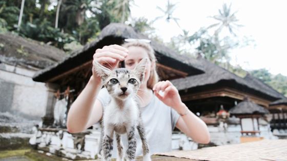 Que savoir sur le voyage à Bali avec un animal de compagnie ?