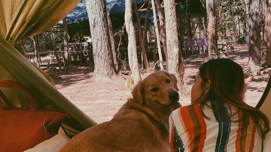 Que faire au Cambodge avec son chien ?